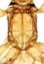 818746 Anastrebla caudiferae, male, holotype, thorax, dorsal view